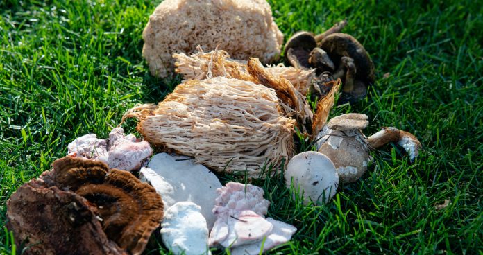 6 Medicinal Mushroom Fixes Backed by Science - Backyard Garden